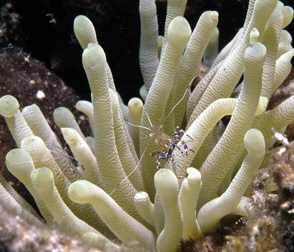 Bonaire diving photos