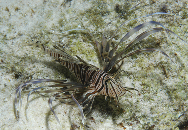 Bonaire diving photos